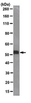 Anticorpo anti-c-Myc, clone 9E10 clone 9E10, from mouse