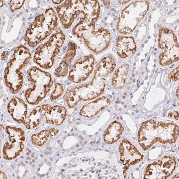 Anti-COL28A1 antibody produced in rabbit Prestige Antibodies&#174; Powered by Atlas Antibodies, affinity isolated antibody, buffered aqueous glycerol solution