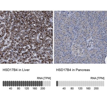 Anti-HSD17B4 antibody produced in rabbit Prestige Antibodies&#174; Powered by Atlas Antibodies, affinity isolated antibody, buffered aqueous glycerol solution, Ab3