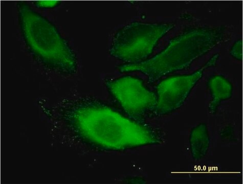 Monoclonal Anti-TSSC1 antibody produced in mouse clone 2H5, purified immunoglobulin, buffered aqueous solution