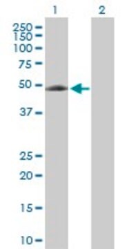 Anti-EIF5 antibody produced in rabbit purified immunoglobulin, buffered aqueous solution