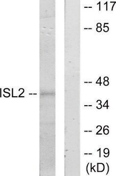 Anti-ISL2 antibody produced in rabbit affinity isolated antibody