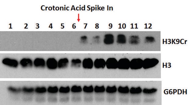 Anti-Crotonyl-Histone H3 (Lys9) antibody, Rabbit monoclonal recombinant, expressed in HEK 293 cells, clone RM339, purified immunoglobulin