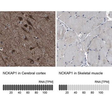 Anti-NCKAP1 antibody produced in rabbit Prestige Antibodies&#174; Powered by Atlas Antibodies, affinity isolated antibody, buffered aqueous glycerol solution