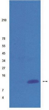 Anti-acetyl-Histone H4 Antibody, pan (Lys 5,8,12), rabbit monoclonal culture supernatant, Upstate&#174;