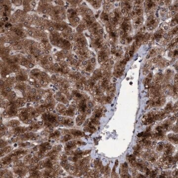 Anti-PSMB6 antibody produced in rabbit Prestige Antibodies&#174; Powered by Atlas Antibodies, affinity isolated antibody, buffered aqueous glycerol solution