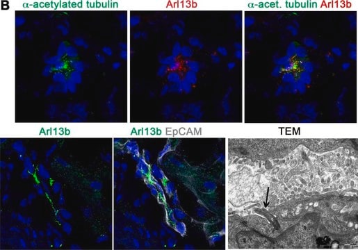 抗&#947;-チューブリン-Cy3&#8482; ウサギ宿主抗体 affinity isolated antibody, buffered aqueous solution