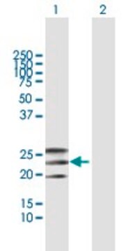 Anti-EFNA2 antibody produced in mouse purified immunoglobulin, buffered aqueous solution