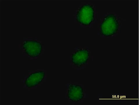 Anti-C17orf66 antibody produced in mouse IgG fraction of antiserum, buffered aqueous solution