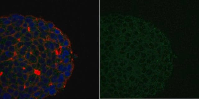 Anti-PI3 Kinase p85 Antibody, N-SH2 domain Antibody, Alexa Fluor&#8482; 488 Conjugate from rabbit, ALEXA FLUOR&#8482; 488