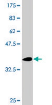 Monoclonal Anti-NCSTN antibody produced in mouse clone 1E8, purified immunoglobulin, buffered aqueous solution