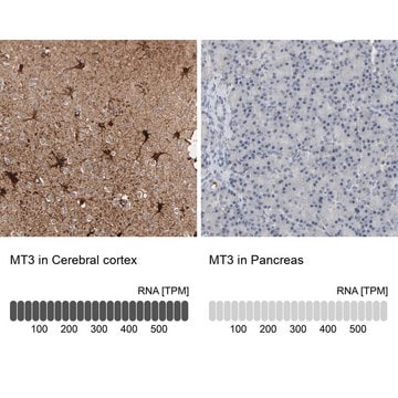 Anti-MT3 antibody produced in rabbit Prestige Antibodies&#174; Powered by Atlas Antibodies, affinity isolated antibody, buffered aqueous glycerol solution