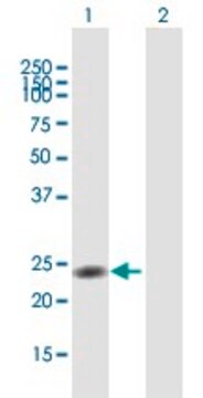 Anti-NR0B2 antibody produced in mouse purified immunoglobulin, buffered aqueous solution