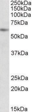 Anti-PIAS2 antibody produced in goat affinity isolated antibody, buffered aqueous solution