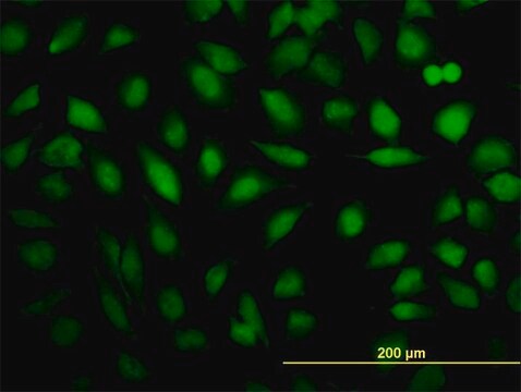 Monoclonal Anti-THRAP5, (N-terminal) antibody produced in mouse clone 2B7, purified immunoglobulin, buffered aqueous solution