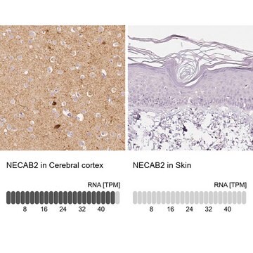 Anti-NECAB2 antibody produced in rabbit affinity isolated antibody, buffered aqueous glycerol solution