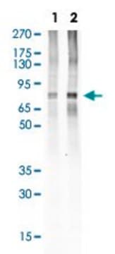 Monoclonal Anti-HCLS1 (phospho Y397) antibody produced in rabbit clone F12