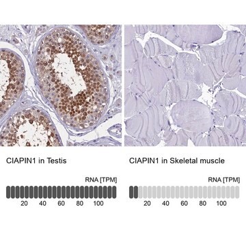 Anti-CIAPIN1 antibody produced in rabbit Prestige Antibodies&#174; Powered by Atlas Antibodies, affinity isolated antibody, buffered aqueous glycerol solution