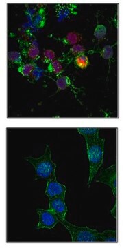 Anti-phospho H2A.X (Ser139) Antibody, Alexa Fluor&#8482; 647 Conjugate from rabbit, ALEXA FLUOR&#8482; 647