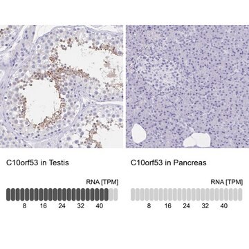 Anti-C10orf53 antibody produced in rabbit Prestige Antibodies&#174; Powered by Atlas Antibodies, affinity isolated antibody, buffered aqueous glycerol solution