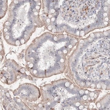 Anti-SH3BP4 antibody produced in rabbit Prestige Antibodies&#174; Powered by Atlas Antibodies, affinity isolated antibody, buffered aqueous glycerol solution