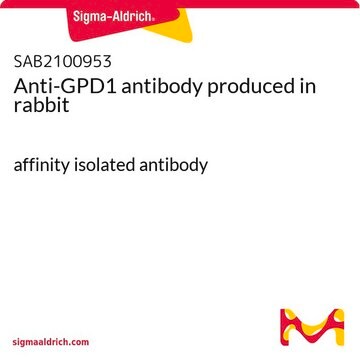 Anti-GPD1 antibody produced in rabbit affinity isolated antibody