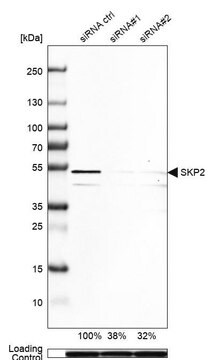 Anti-SKP2 antibody produced in rabbit Prestige Antibodies&#174; Powered by Atlas Antibodies, affinity isolated antibody, buffered aqueous glycerol solution