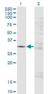 Monoclonal Anti-FCN3 antibody produced in mouse clone 4B4, ascites fluid