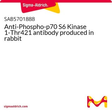 Anti-Phospho-p70 S6 Kinase 1-Thr421 antibody produced in rabbit