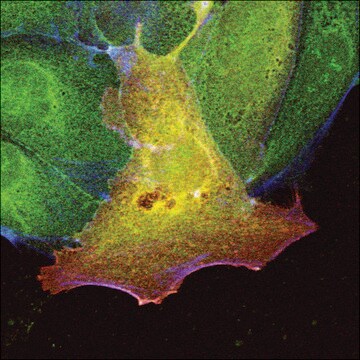 Anti-Protein Kinase&#160;C&#950; antibody produced in rabbit whole antiserum