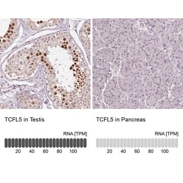 Anti-TCFL5 antibody produced in rabbit Prestige Antibodies&#174; Powered by Atlas Antibodies, affinity isolated antibody, buffered aqueous glycerol solution