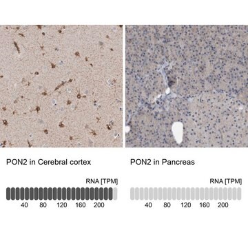 Anti-PON2 antibody produced in rabbit Prestige Antibodies&#174; Powered by Atlas Antibodies, affinity isolated antibody, buffered aqueous glycerol solution