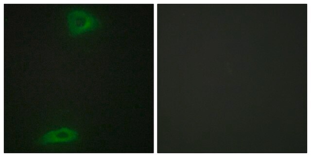 Anti-ERGI3 antibody produced in rabbit affinity isolated antibody