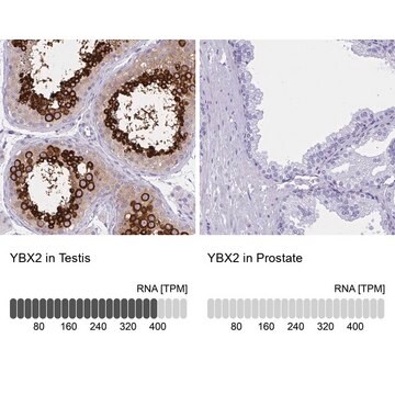 Anti-YBX2 antibody produced in rabbit Prestige Antibodies&#174; Powered by Atlas Antibodies, affinity isolated antibody, buffered aqueous glycerol solution