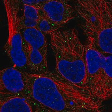 Anti-MTOR antibody produced in rabbit Prestige Antibodies&#174; Powered by Atlas Antibodies, affinity isolated antibody