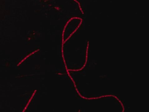 Rhodamine B labeled Ramoplanin For fluorescent microbial imaging