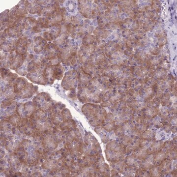 Anti-RPS11 antibody produced in rabbit Prestige Antibodies&#174; Powered by Atlas Antibodies, affinity isolated antibody, buffered aqueous glycerol solution