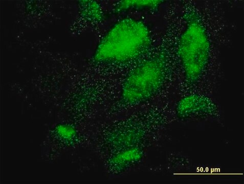 Monoclonal Anti-TEX13A antibody produced in mouse clone 3B10, purified immunoglobulin, buffered aqueous solution