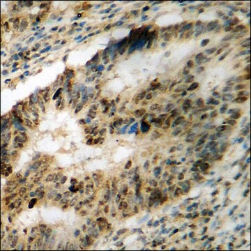 Anti-phospho-Tau (pSer235) antibody produced in rabbit affinity isolated antibody