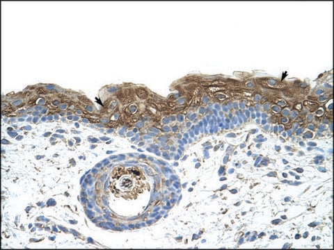 Anti-EIF2A antibody produced in rabbit IgG fraction of antiserum