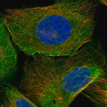 Anti-Arl9 Antibody Produced In Rabbit Prestige Antibodies&#174; Powered by Atlas Antibodies, affinity isolated antibody, buffered aqueous glycerol solution