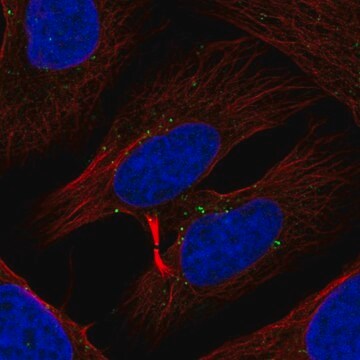 Anti-TXK antibody produced in rabbit Prestige Antibodies&#174; Powered by Atlas Antibodies, affinity isolated antibody