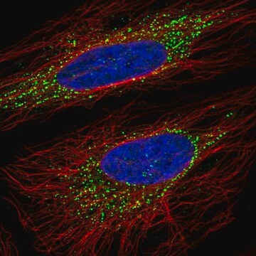 Anti-OSBPL5 antibody produced in rabbit Prestige Antibodies&#174; Powered by Atlas Antibodies, affinity isolated antibody