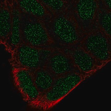 Anti-FRK antibody produced in rabbit Prestige Antibodies&#174; Powered by Atlas Antibodies, affinity isolated antibody