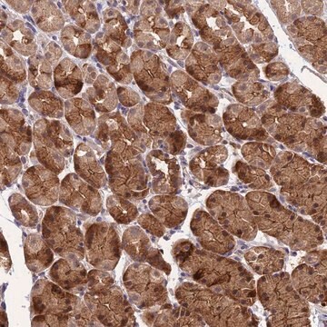 Anti-ARHGAP40 antibody produced in rabbit Prestige Antibodies&#174; Powered by Atlas Antibodies, affinity isolated antibody, buffered aqueous glycerol solution