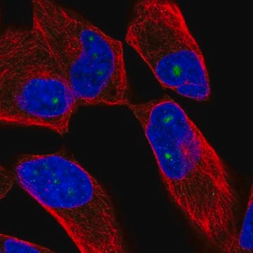 Anti-ZNF136 antibody produced in rabbit Prestige Antibodies&#174; Powered by Atlas Antibodies, affinity isolated antibody