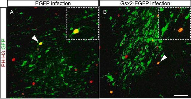 Anti-phospho-Histone H3 (Ser10) Antibody, Mitosis Marker Upstate&#174;, from rabbit