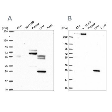 Anti-QDPR antibody produced in rabbit Prestige Antibodies&#174; Powered by Atlas Antibodies, affinity isolated antibody, buffered aqueous glycerol solution