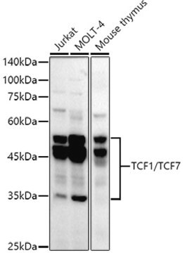 Anti-TCF1/TCF7 Antibody, clone 4K0X6, Rabbit Monoclonal