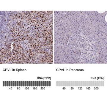 Anti-CPVL antibody produced in rabbit Prestige Antibodies&#174; Powered by Atlas Antibodies, affinity isolated antibody, buffered aqueous glycerol solution